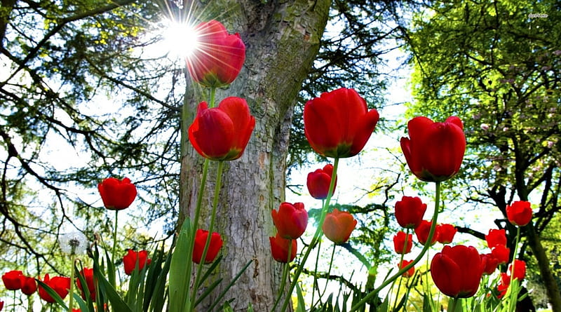 wild tulips, flower, tree, grass, tulip, HD wallpaper