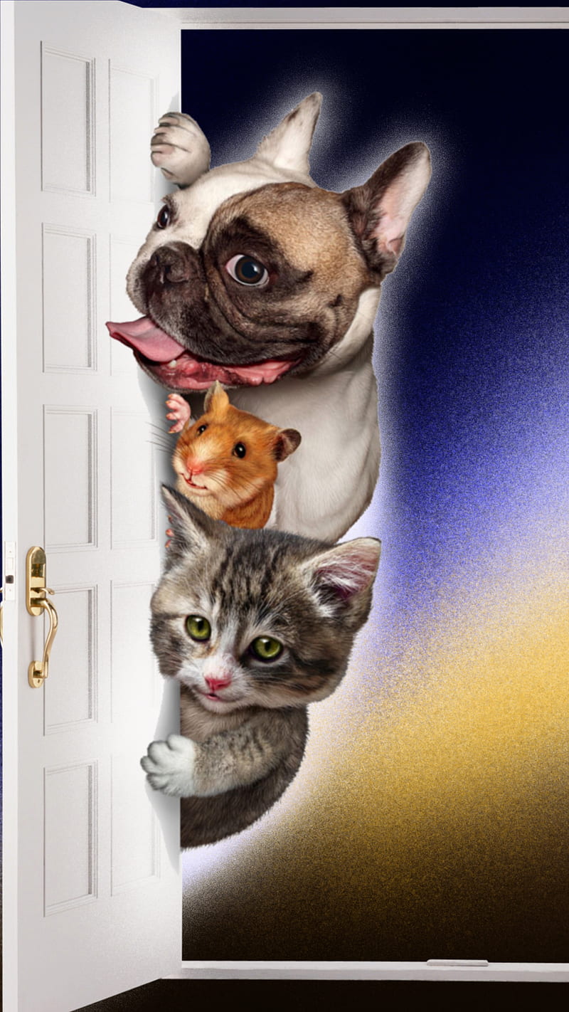 Animals, Hardeep, Pet, cat, dog, door, handle, mouse, new, sky, HD phone wallpaper