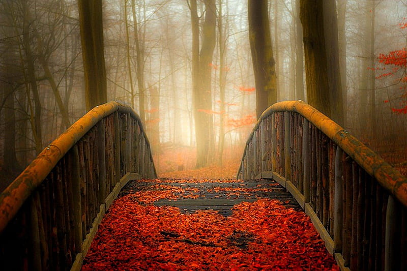 Autumn bridge, pretty, falling, foliage, mirrored, nice, calm, reflection, rest, lovely, lanterns, warm, relax, park, trees, sit, water, alleys, garden, fall, colorful, autumn, sunny, bonito, leaves, green, bridge, forest, bench, colors, lake, pond, peaceful, pleasure, nature, walk, branches, HD wallpaper