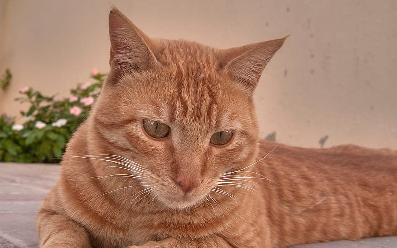 Arabian Mau Cat, Felis catus pet, ginger cat, cute animals, cats, HD wallpaper