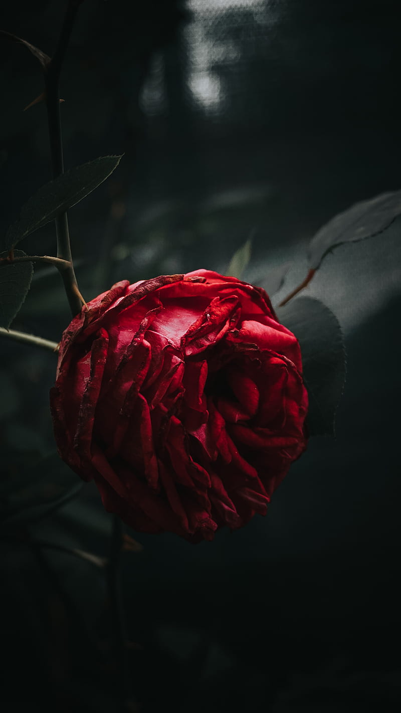 R O S E, roses fleur red, roses flowers love, HD phone wallpaper