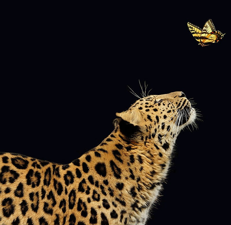 Los dos curiosos, leopardo, bonito, mariposa, manchas, Fondo de pantalla HD  | Peakpx