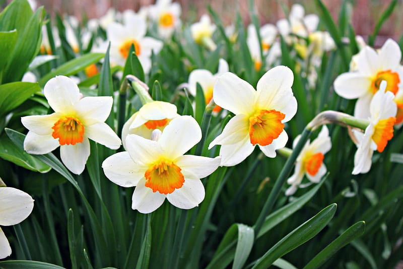 daffodils, narcissus, flowers, spring, HD wallpaper