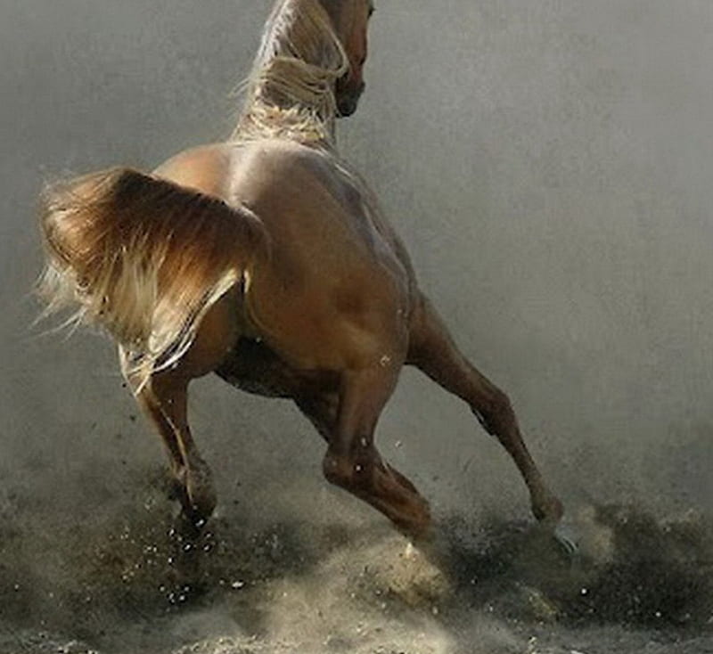 étalon, quelle, cheval, beau, couleur feu, HD wallpaper