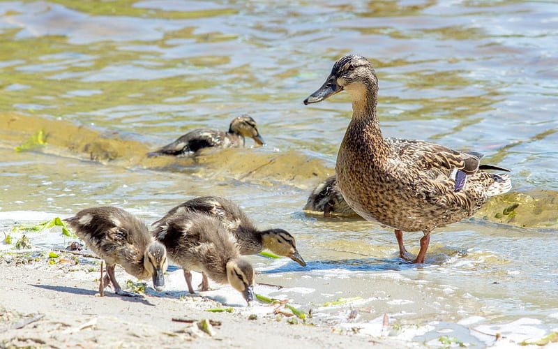 Duck Family, mother, chicks, family, water, Latvia, ducks, HD wallpaper