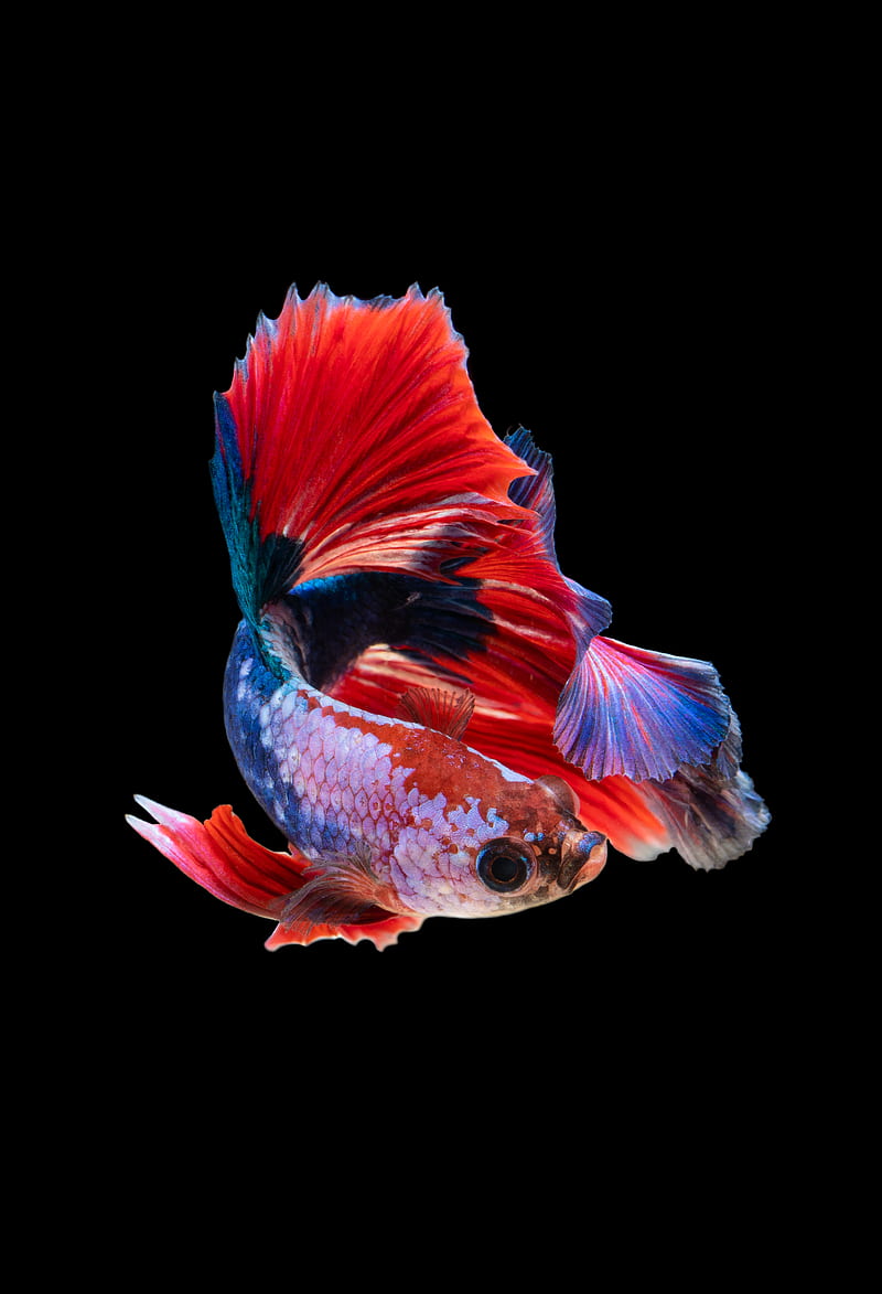 red and silver guppy fish, HD phone wallpaper