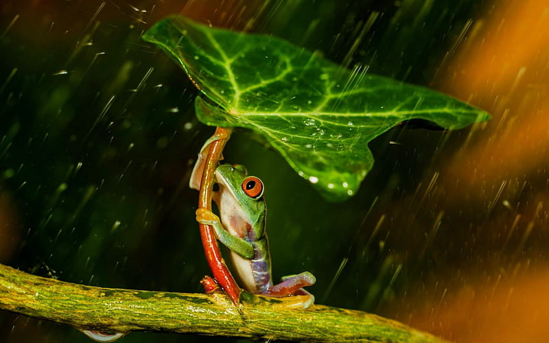 Frog, red, orange, water drops, rain, animal, leaf, HD wallpaper