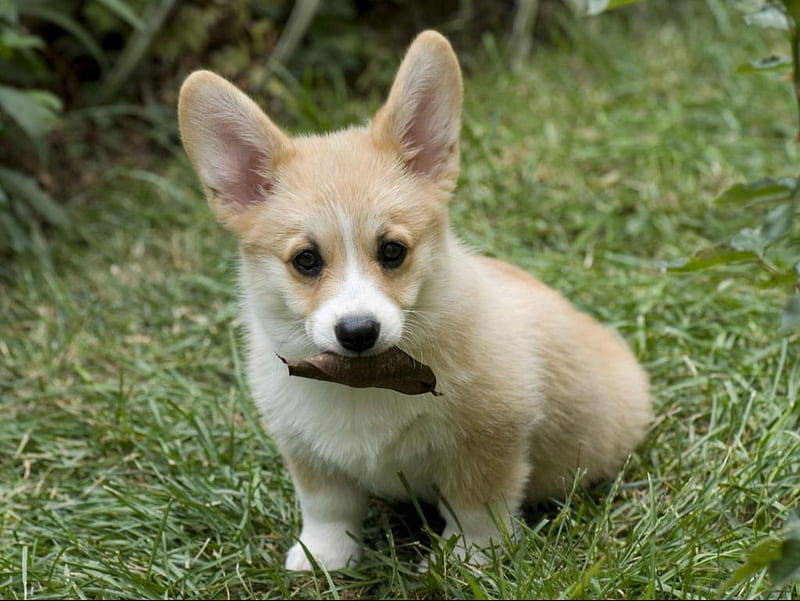 Puppy playing fetch, cute, playful, adorable, puppy, HD wallpaper