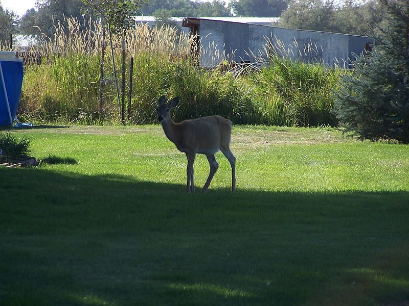 Deer in town Billings, Montana, Wildlife, Deer, Migratory, Animals, HD wallpaper