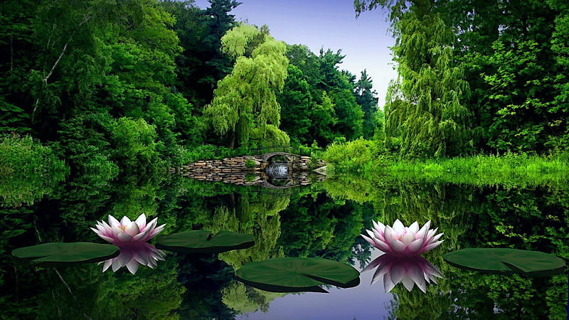 Hermosas flores de loto en el río rodeado de árboles verdes naturaleza,  Fondo de pantalla HD | Peakpx