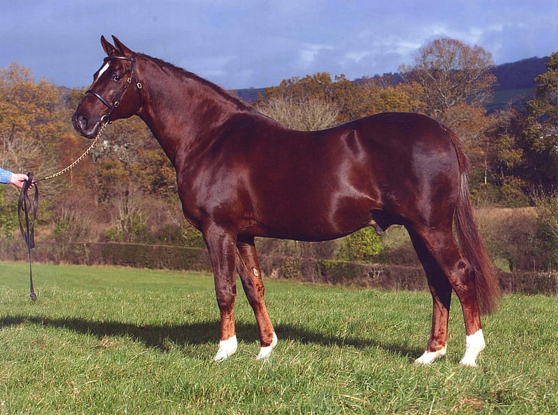 Anglo-Arab Stallion, english horse, dressage, arab horse, animals, horses, thorough breed, HD wallpaper