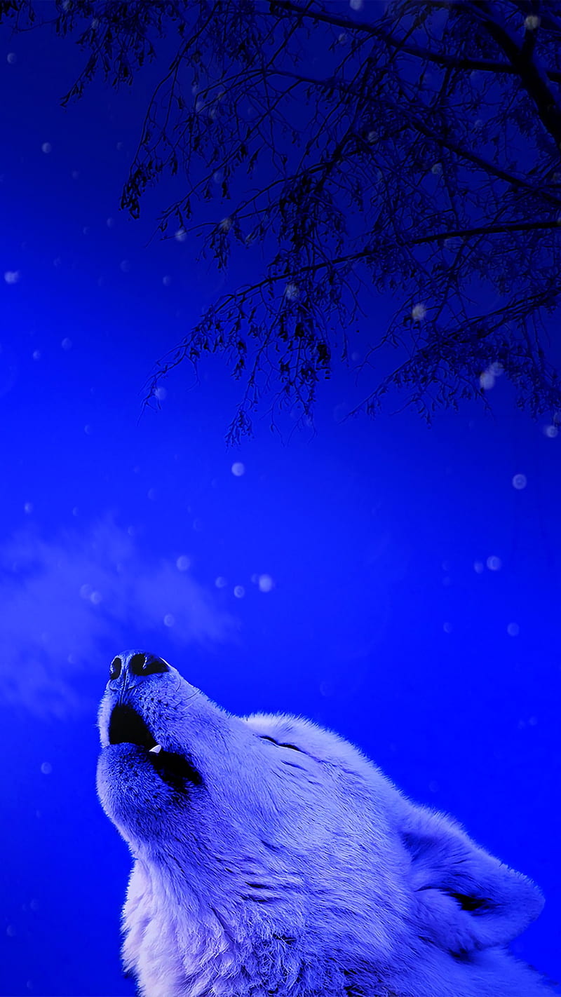 White Wolf Howl, predator, loneliness, animal, wild, HD phone wallpaper ...