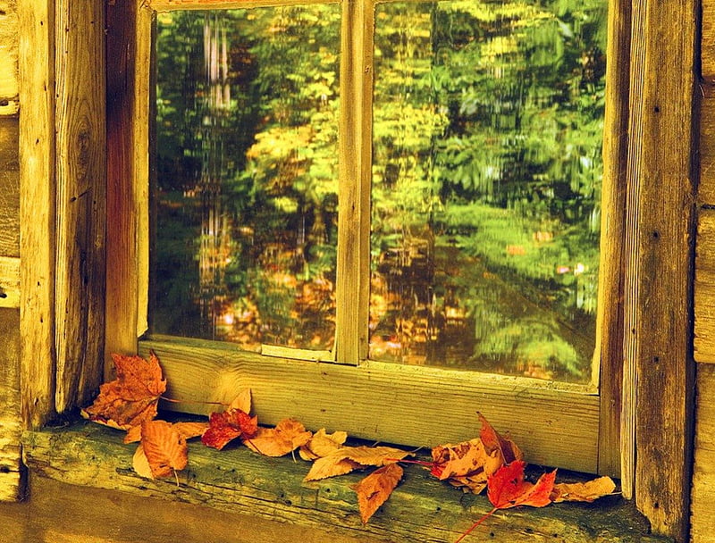 Autumn window, fall, pretty, colorful, autumn, falling, bonito, foliage, leaves, nice, path, forest, lovely, window, view, delight, park, trees, nature, wooden, HD wallpaper