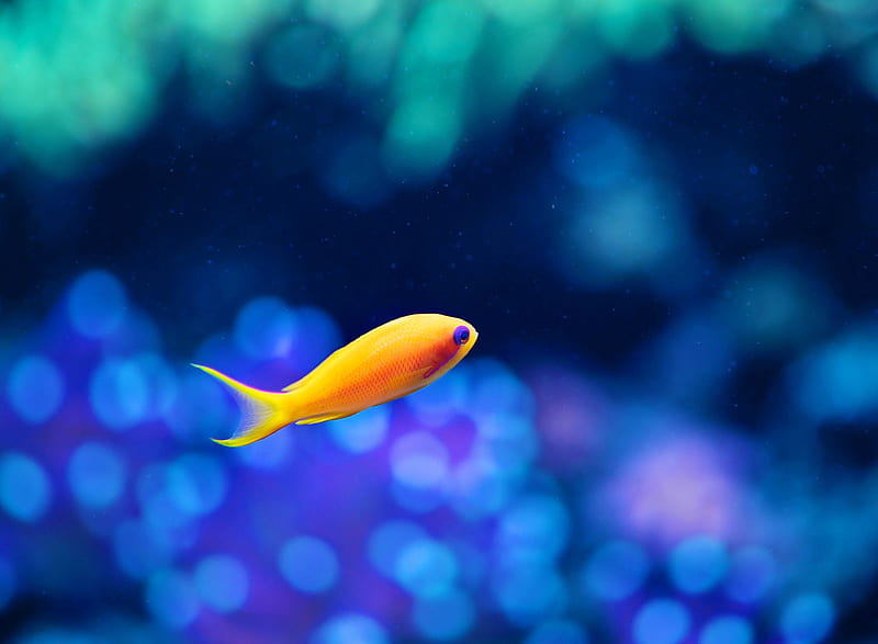 Orange Fish, aqua, aquarium, blue, nature, tank, HD wallpaper