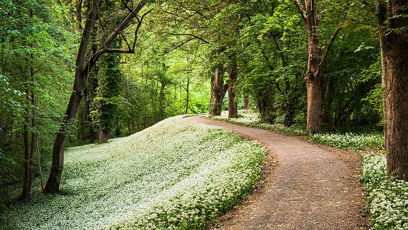 Path Between Ground Covered Spring White Flowers Spring Background, HD wallpaper