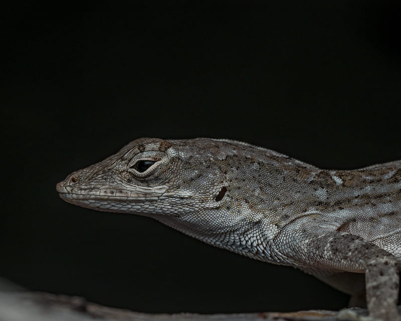 reptile, lizard, dark, HD wallpaper