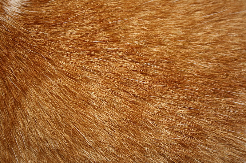 Cat's fur, hair, orange, ginger, texture, cat, fur, pisica, HD wallpaper