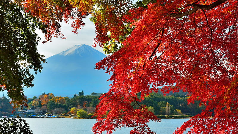 Autumn in Japan, maple, view, bonito, river, red, fall, japan, autumn, mountain, tree, branches, HD wallpaper