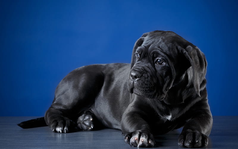 Cane Corso, little black puppy, cute little dog, pets, dogs, HD wallpaper