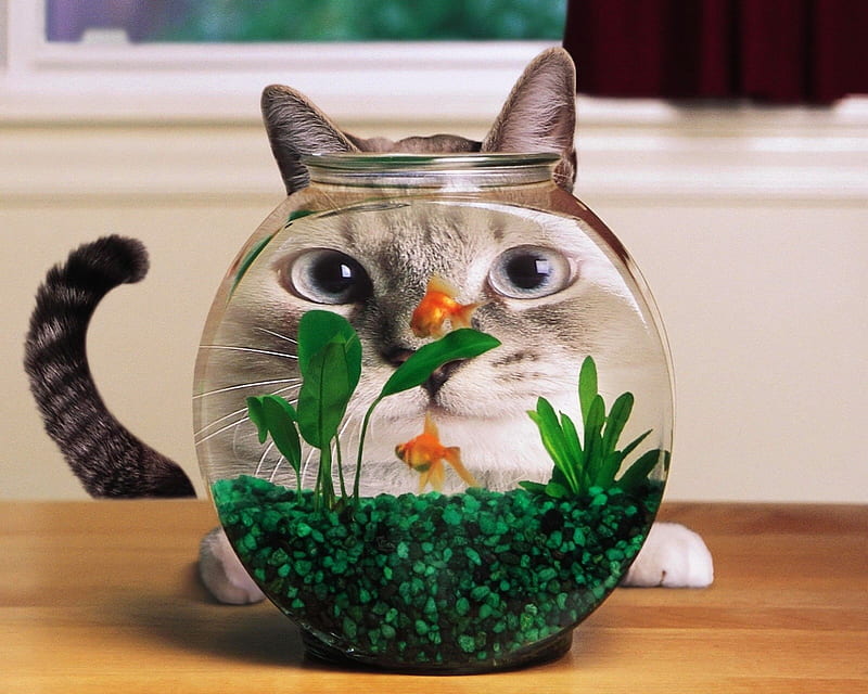 Funny Cat, cute, fish water, HD wallpaper