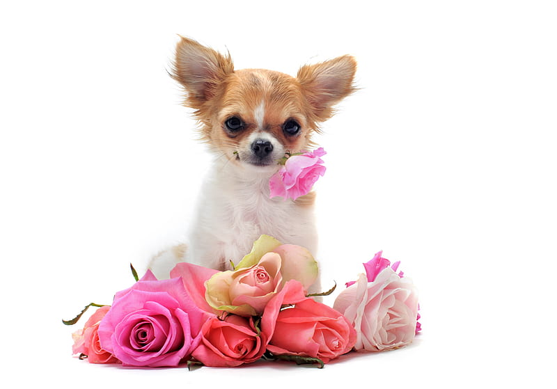 Puppy, pretty, little, rose, bonito, graphy, nice, flowers, beauty, pink, dog, harmony lovely, roses, cute, cool, bouquet, flower, white, HD wallpaper