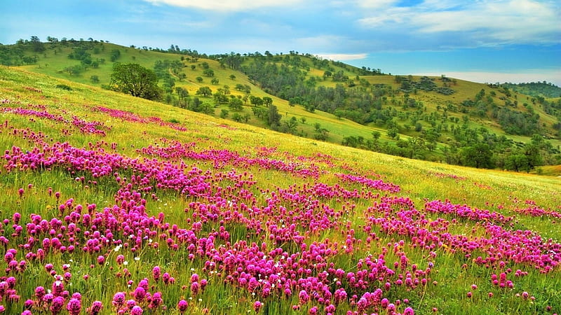WILD FLOWERS, mountain, splendor, flowers, nature, meadow, landscape, HD wallpaper