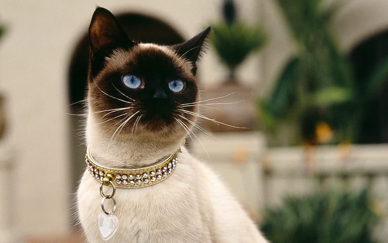Rich Siamese Cat, siamese, cat, eyes, blue, diamond, HD wallpaper