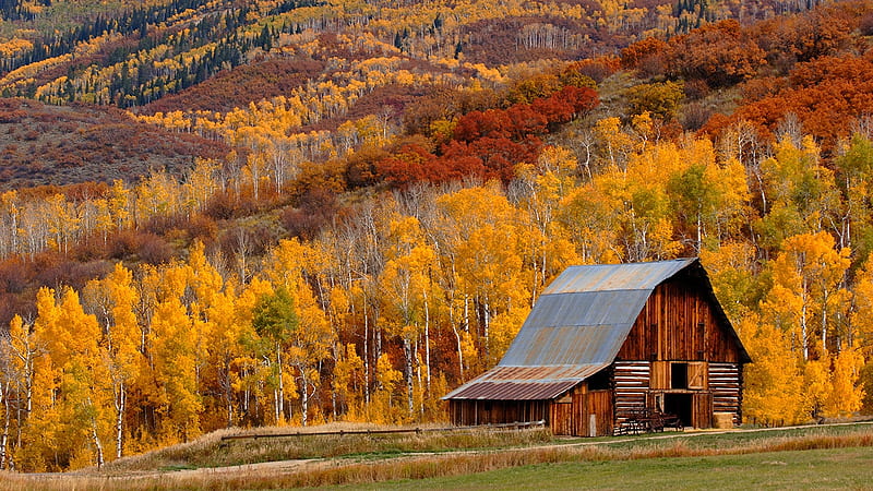 Barn at Fall, Steamboat Springs, Colorado, colors, forest, trees, mountains, autumn, HD wallpaper