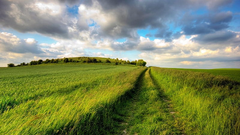 tracks through wavy green fields, fields, hill, clouds, tracks, HD wallpaper