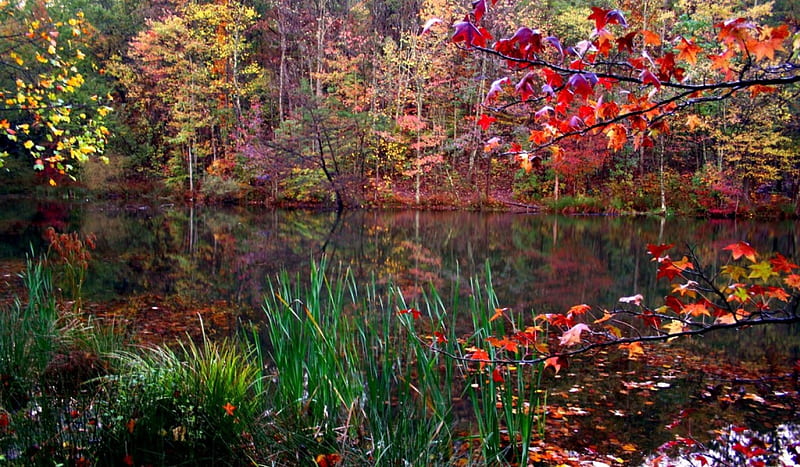 Multicolored Lake, West Virginia, autumn, leaves, water, reeds, bonito, reflection, trees, HD wallpaper