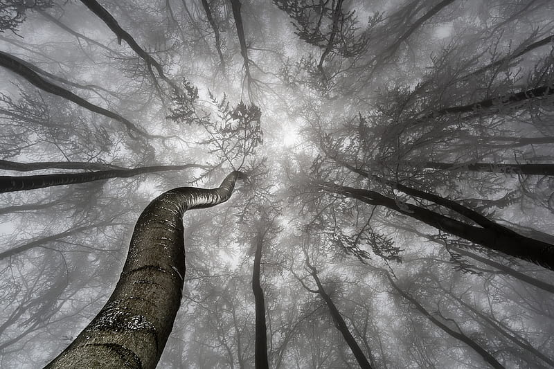 Earth, Forest, Black & White, Canopy, Tree, HD wallpaper