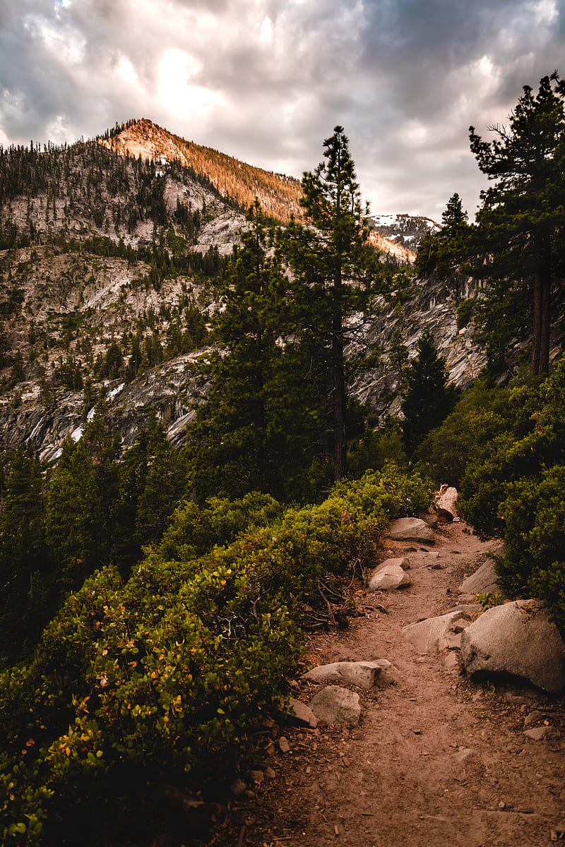 mountains, trees, bushes, path, nature, HD phone wallpaper