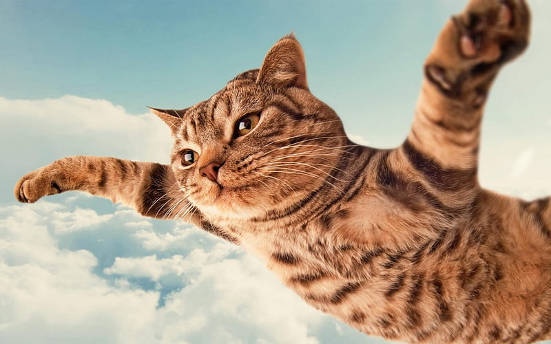 :-), fantasy, cloud, flying, paw, funny, cat, sky, pisici, HD wallpaper