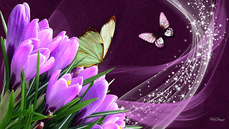 Crocus of Pink, stars, crocus, butterflies, spring, silk, sparkle, butterfly, purple, merlot, pink, tulip, HD wallpaper
