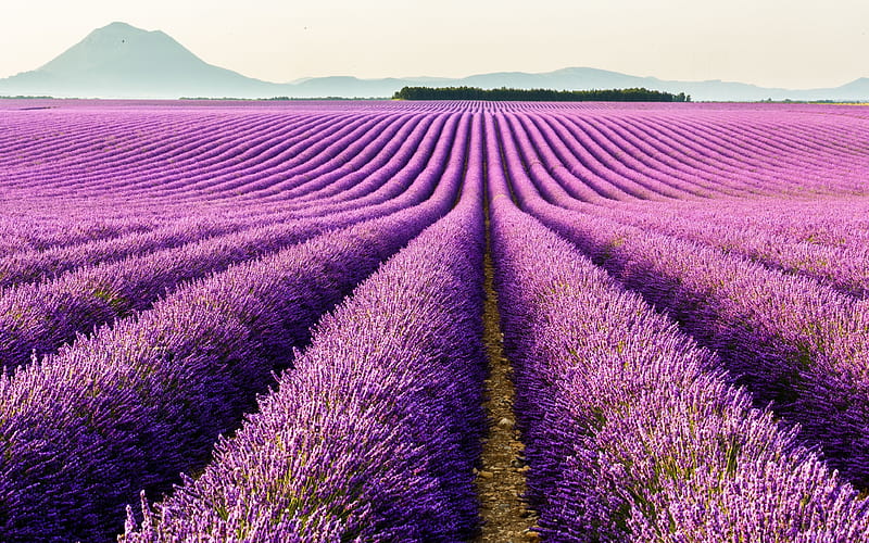 lavender field, provence, france, HD wallpaper