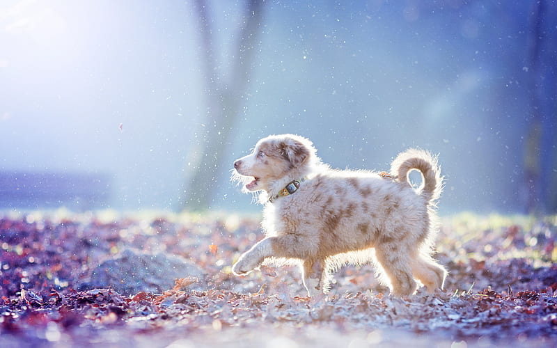 Little Aussie, Australian Shepherd Dog, white curious puppy, pets, dogs, forest, walk, HD wallpaper