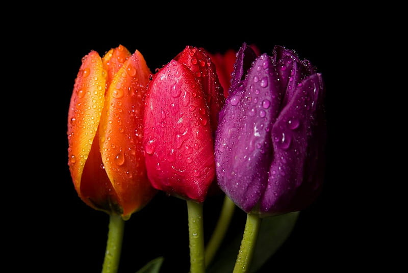 Express Your Love In Colors, red, colorful, orange, spring, green, purple, love, siempre, flowers, three some, nature, tulips, HD wallpaper