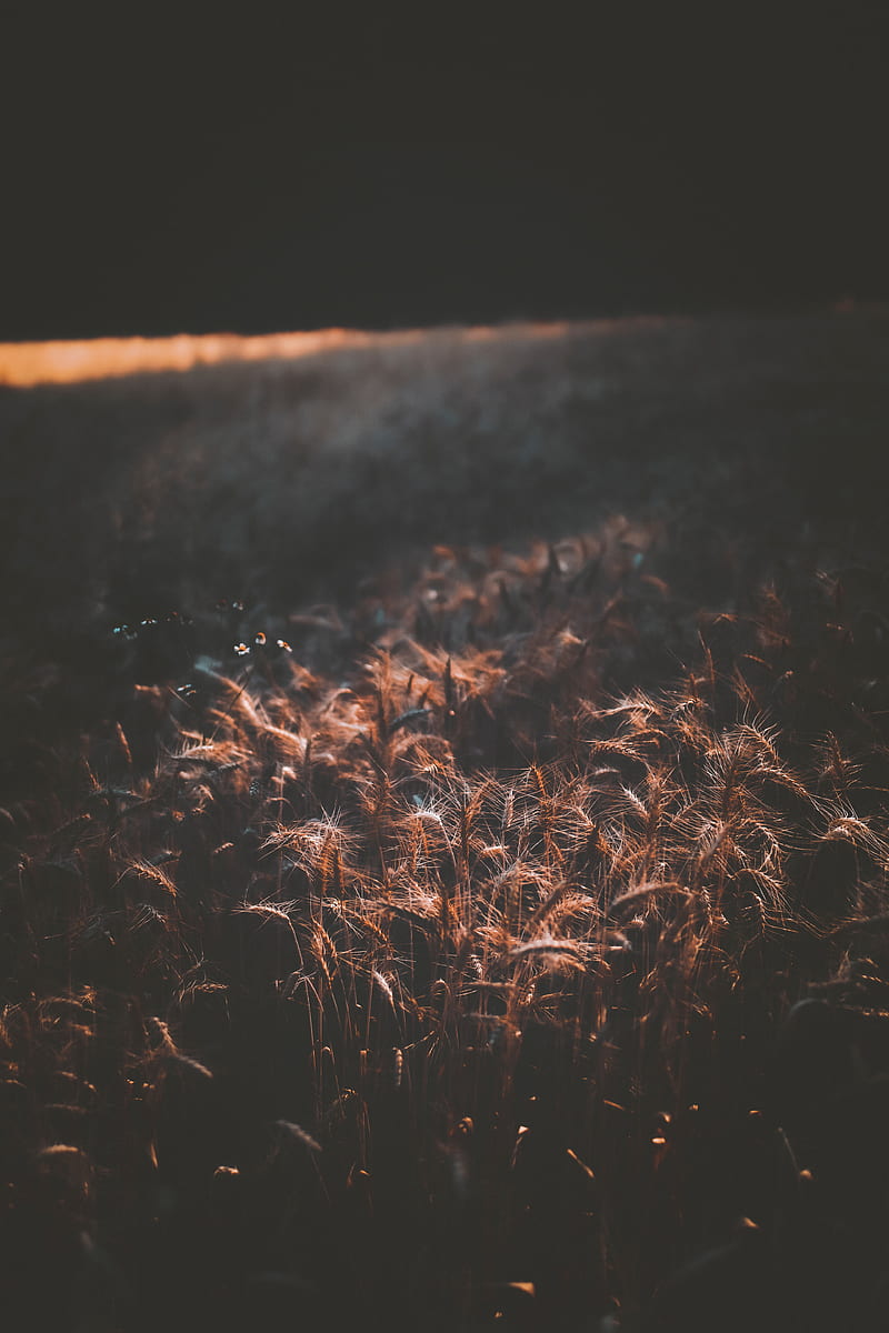field, wheat, dark, shadow, spikelets, HD phone wallpaper