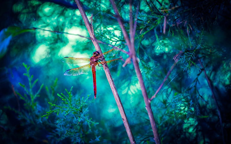 Dragonfly, red, wings, purple, green, insect, pink, blue, HD wallpaper