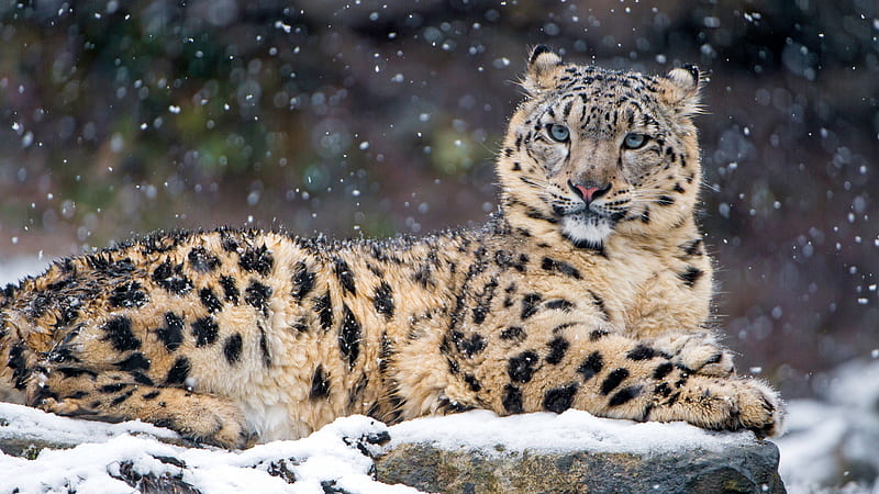 Snow Leopard, Native to the mountain ranges of Central and South Asia, Threatened species, Panthera Uncia, HD wallpaper