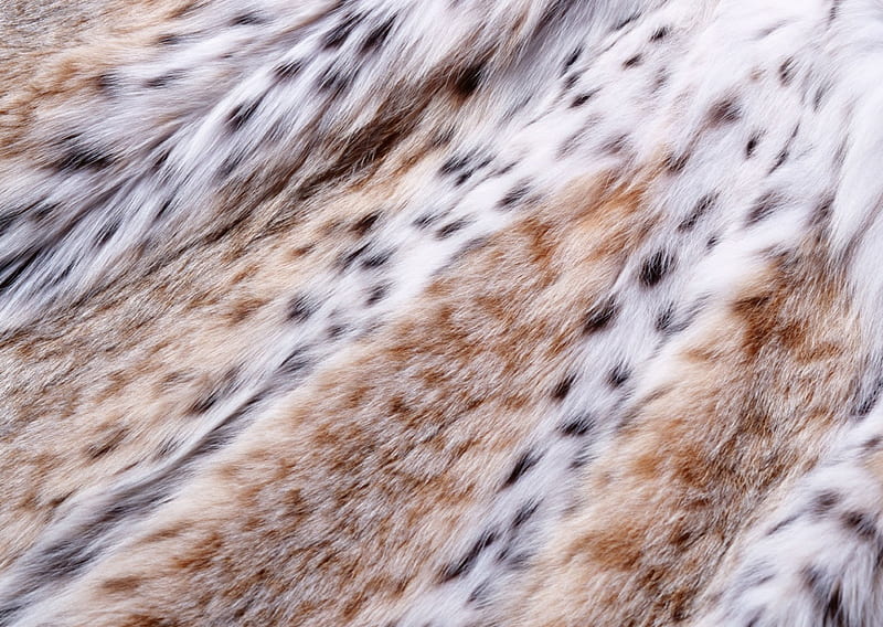 Fur, skin, animal, texture, HD wallpaper