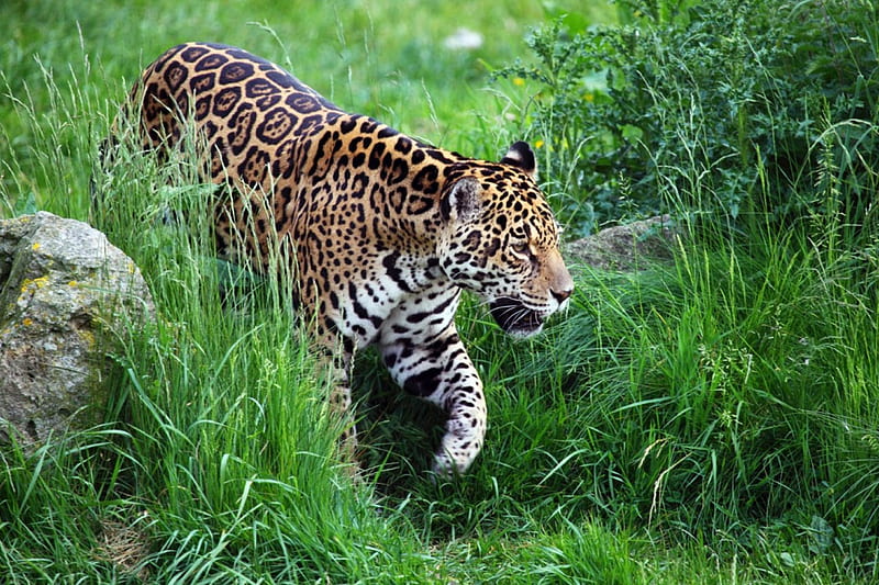 WILD JAGUAR, pattern, mammal, feline, wildlife, jaguar, HD wallpaper
