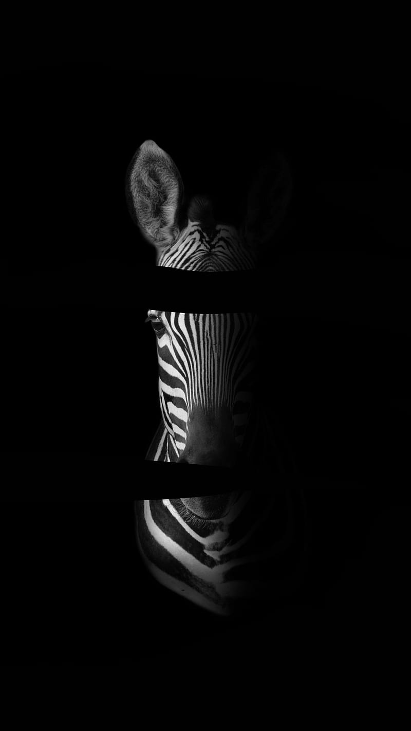 Aesthetic Zebra, African wildlife, Savanna, black and white stripes, cool animals, dark black , modern artsy , serenity modern art, tranquil wilderness, wild mammal, HD phone wallpaper