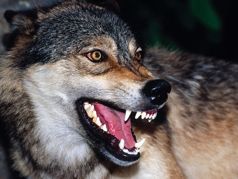 Threatening wolf, wolf, threat, animals, wild, HD wallpaper