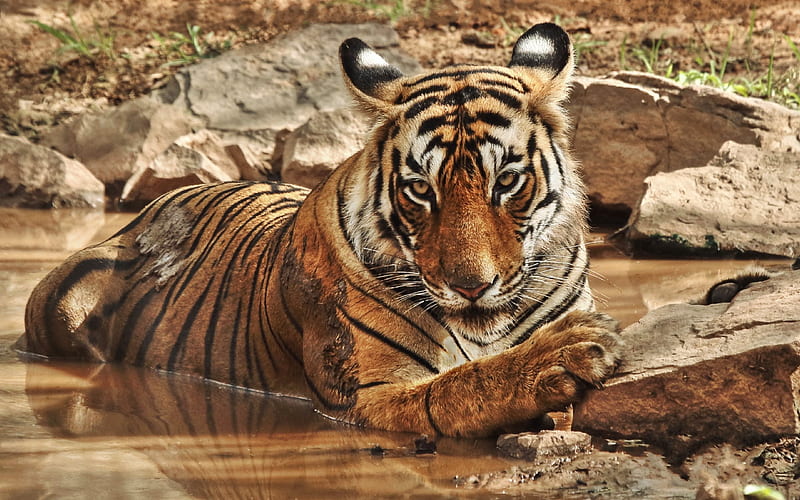 Tiger, river, wildlife, predator, Asia, wild cat, HD wallpaper
