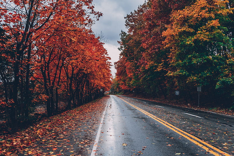 Autumn Road Trees On Sides Fallen Leaves, autumn, trees, leaves, nature, graphy, HD wallpaper
