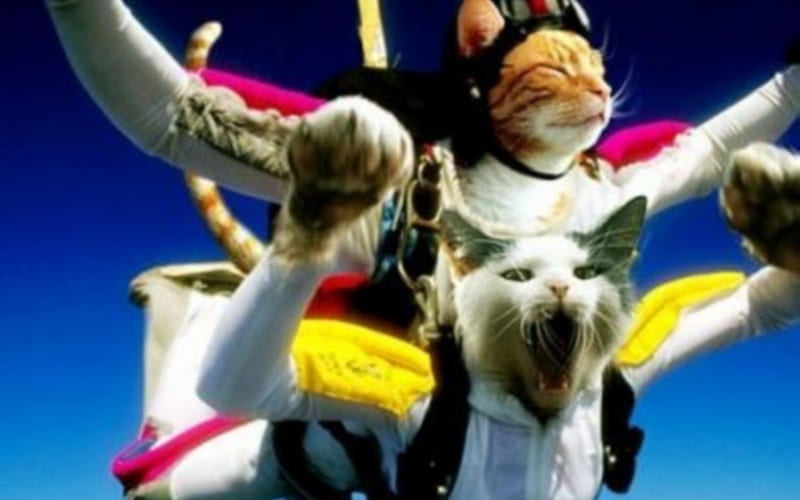 Funny Skydiving, funny, cat, flying, animal, HD wallpaper