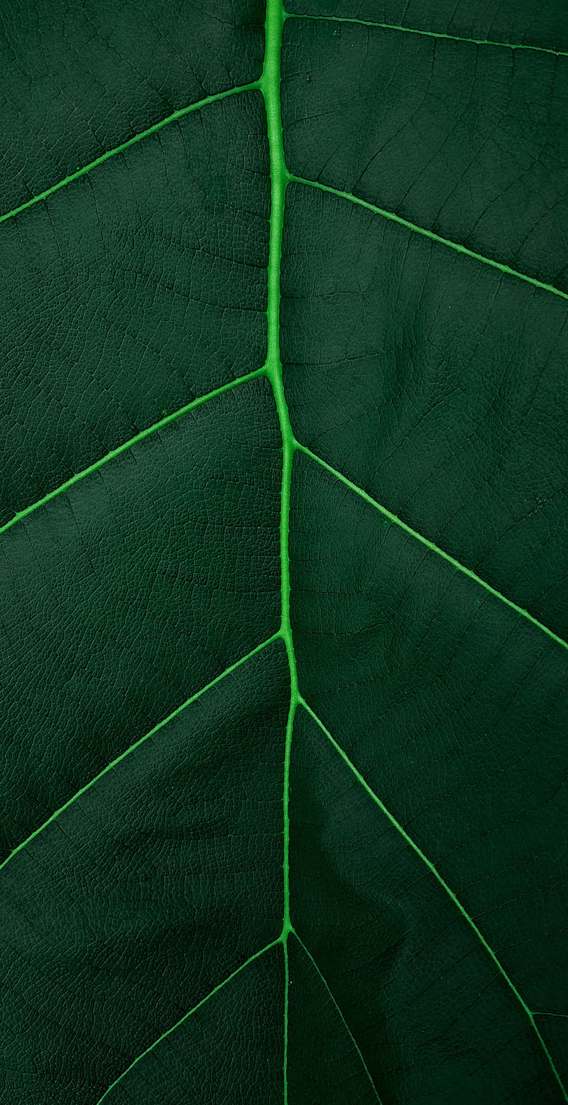 leaf, macro, veins, green, plant, HD phone wallpaper