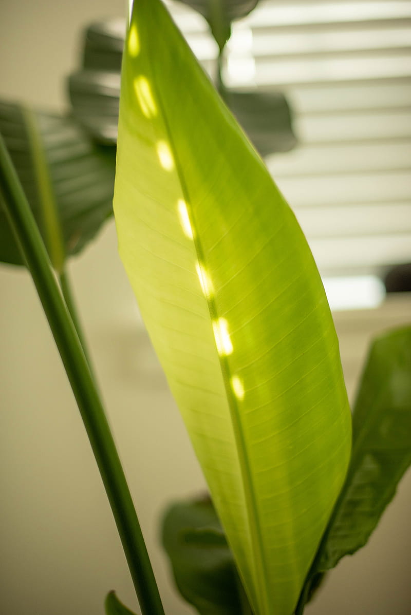 green leaf plant near white window blinds, HD phone wallpaper
