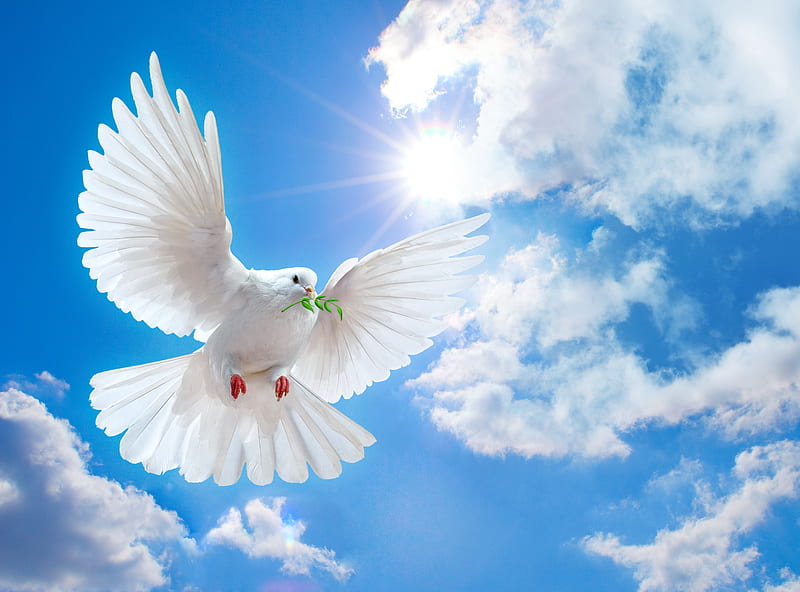 Peace dove, spirit, dove, dom, peace, sky, harmony, HD wallpaper